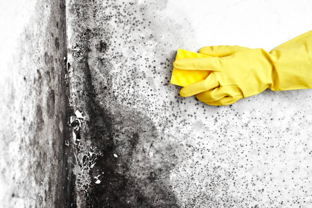 Best Water Damage Restoration  in Rockville, MN