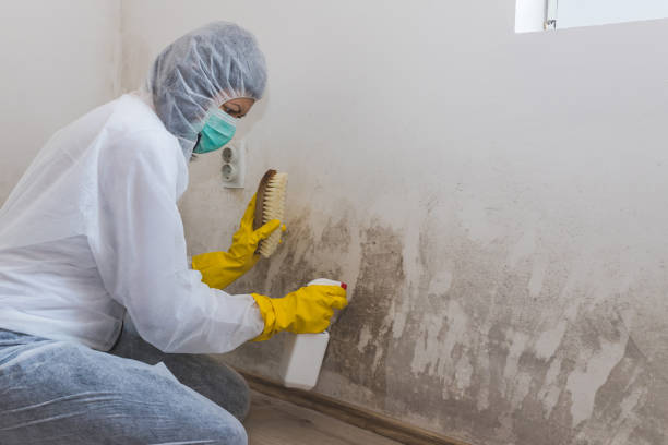 Best Mold Removal Process  in Rockville, MN