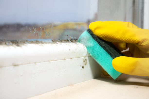 Best Mold Removal Near Me  in Rockville, MN