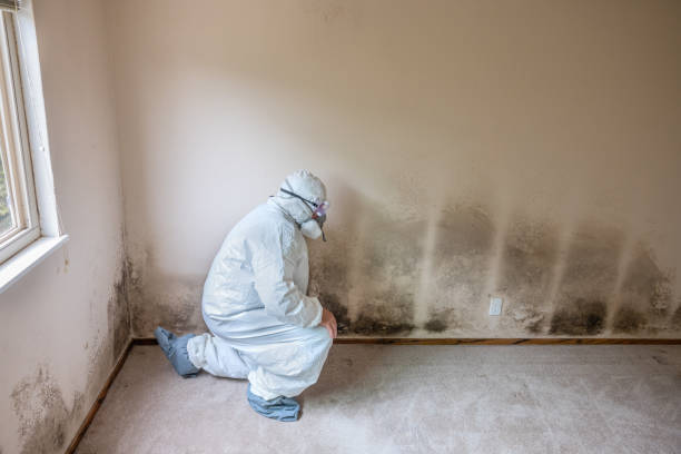 Best Attic Mold Removal  in Rockville, MN