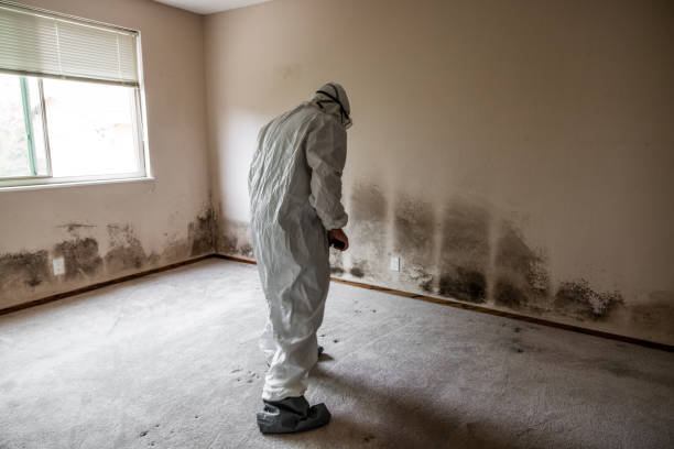 Best Emergency Mold Removal  in Rockville, MN