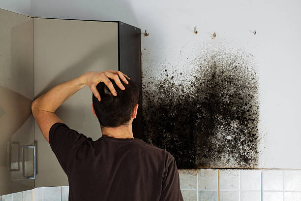 Best Affordable Mold Removal  in Rockville, MN