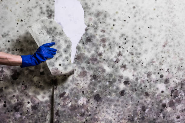 Best Professional Mold Removal  in Rockville, MN