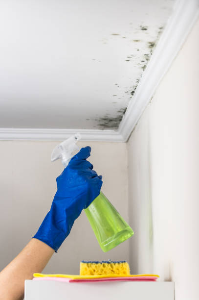 Best Attic Mold Removal  in Rockville, MN
