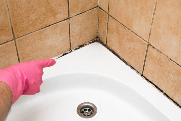 Best Fast Mold Removal  in Rockville, MN