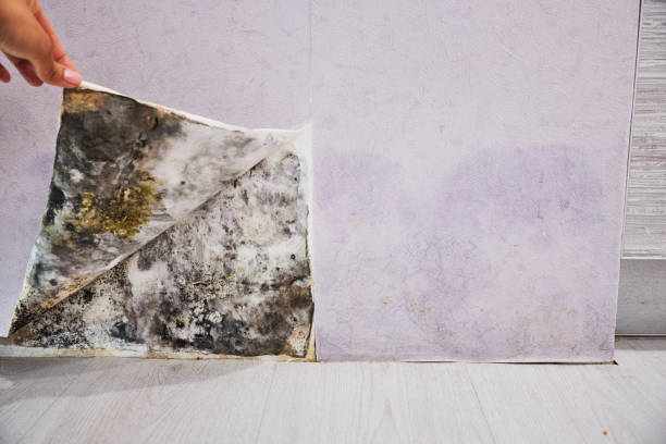 Best Office Mold Removal Services  in Rockville, MN